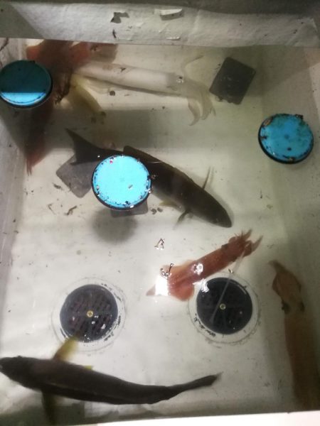 初めてのイカメタル