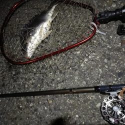 (2020/07/21 南港ヘチ釣り 真チヌ 48.5㎝ キビレチヌ 37.5cm 釣果有り)