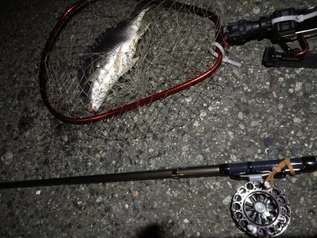 (2020/07/21 南港ヘチ釣り 真チヌ 48.5㎝ キビレチヌ 37.5cm 釣果有り)