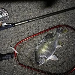 （2020/07/23 南港ヘチ釣り　 キビレチヌ 45cm、ガシラ、タケノコメバル 釣果有り）