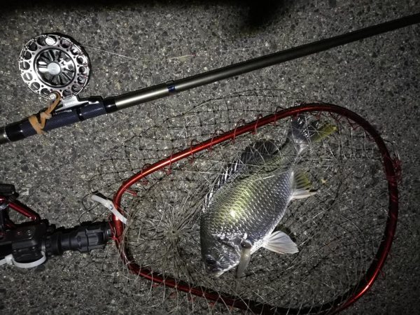 （2020/07/23 南港ヘチ釣り　 キビレチヌ 45cm、ガシラ、タケノコメバル 釣果有り）