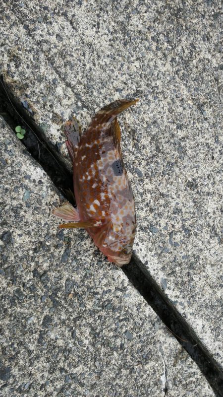 ライトショアジギングでアコウ