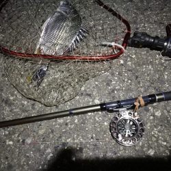 (2020/07/24 南港ヘチ釣り キビレチヌ 46.5cm、ガシラ、 釣果有り)