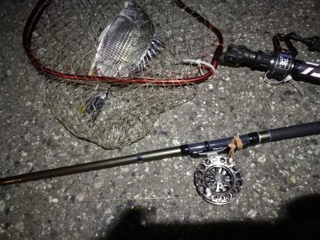 (2020/07/24 南港ヘチ釣り キビレチヌ 46.5cm、ガシラ、 釣果有り)