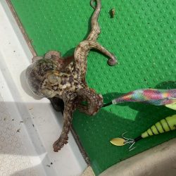 流行りのタコエギで