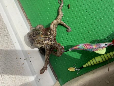 流行りのタコエギで