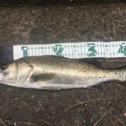 長崎 大村市周辺 チヌ、シーバス トップルアーゲーム