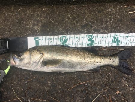 長崎 大村市周辺 チヌ、シーバス トップルアーゲーム