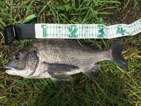 チニングゲーム