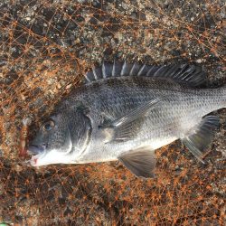 チヌ ルアーゲーム