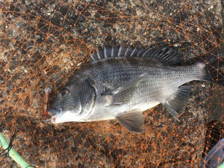 チヌ ルアーゲーム