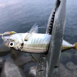 カマスの群れに遭遇