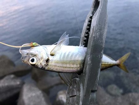 カマスの群れに遭遇