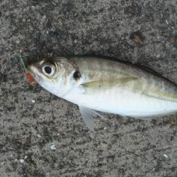 やっと・こましなタコ