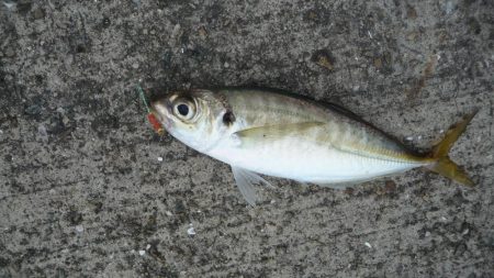 やっと・こましなタコ