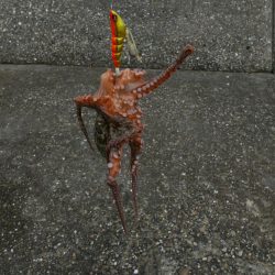 大阪湾でタコ釣り好調!650gクラス含む7杯!