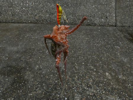 大阪湾でタコ釣り好調!650gクラス含む7杯!