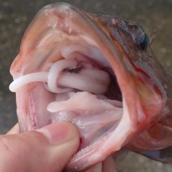 ミッドワインドでアコウキャッチ♪