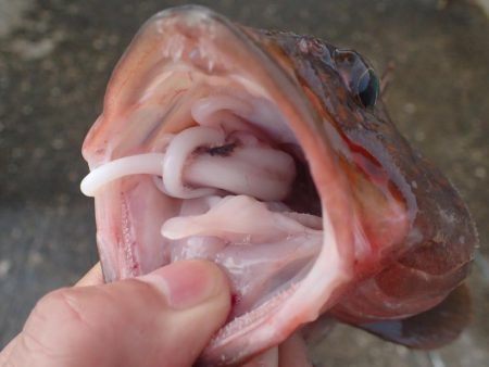 ミッドワインドでアコウキャッチ♪