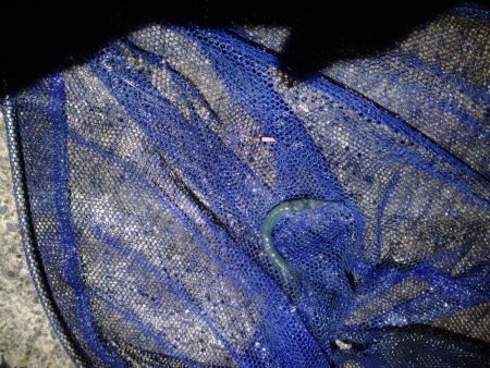 梅雨最後のライトゲーム