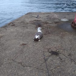 ライトゲームとエビ