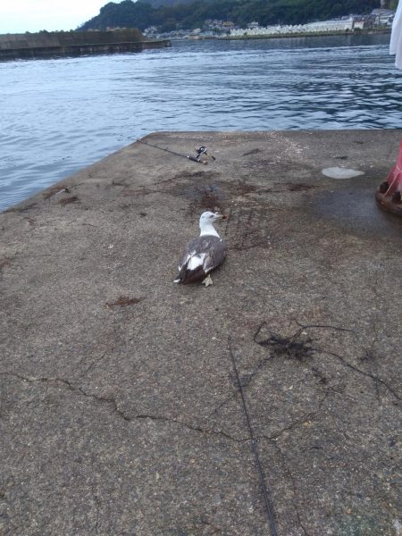 ライトゲームとエビ