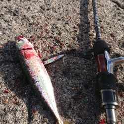 タチウオ後、青物のはずが