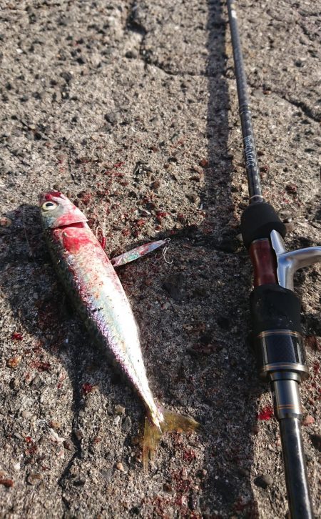 タチウオ後、青物のはずが