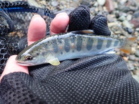 増水後を狙って