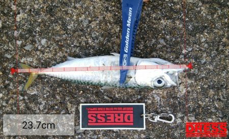 やっぱりサバ多し！