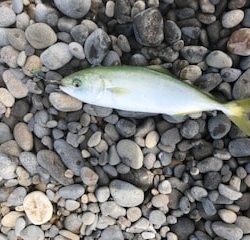 夏イカエギングでアオリイカとショアジギングでツバス・シオ大漁