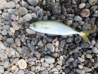 夏イカエギングでアオリイカとショアジギングでツバス・シオ大漁