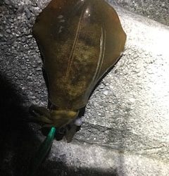 和歌山中紀夏イカエギングでアオリイカ