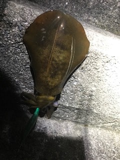 和歌山中紀夏イカエギングでアオリイカ