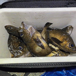 二見梅雨メバリング(2020-11）