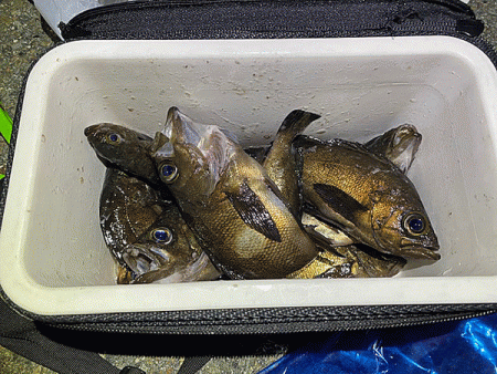 二見梅雨メバリング(2020-11）