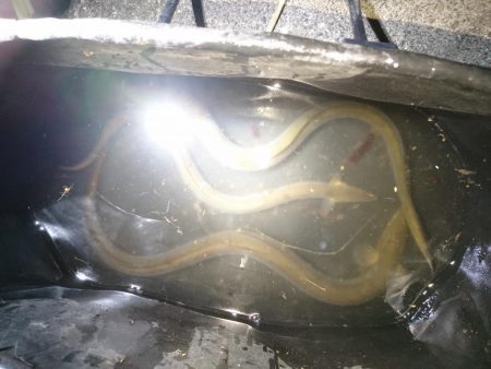 二日連続うなぎ釣り合計6本を釣り上げたｗ