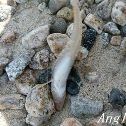 サビキで良型アジ2桁！