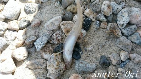 サビキで良型アジ2桁！