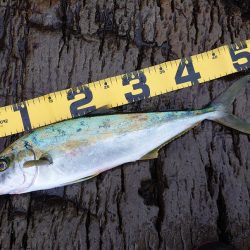 狙いの魚は連れましたがサイズが