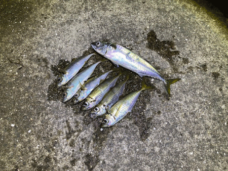 瀬戸内の島アジング（2020-11)