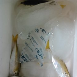 浜名湖 アジング