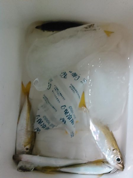 浜名湖 アジング