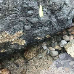 爆風なため五目釣り