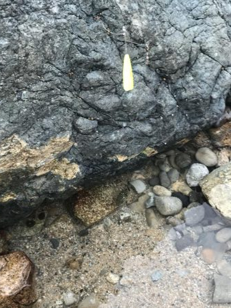 爆風なため五目釣り