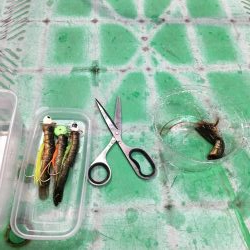 マリーナの尺アジ