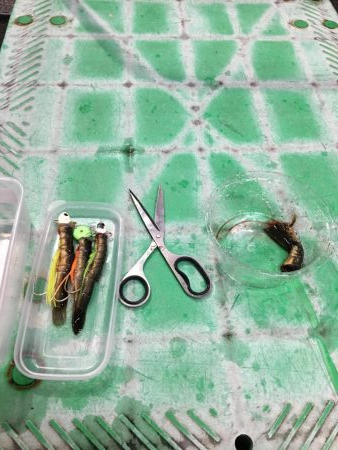 マリーナの尺アジ