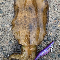 春烏賊まだ居ます