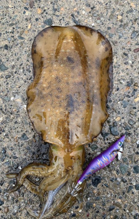 春烏賊まだ居ます