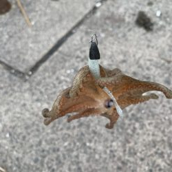 週末はタコ焼き？